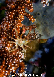 Arrowhead crab on the edge... taken in Bunaken.
D300 - 60mm by Yin Sern Lim 